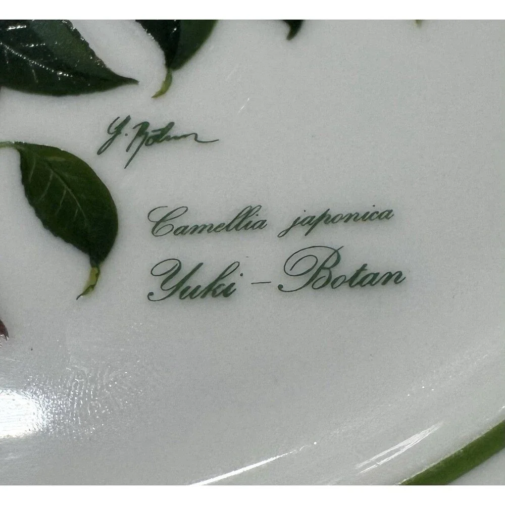 JWK Bavaria Western Germany Camellia Japonica Yuki-Botan Floral Botanical